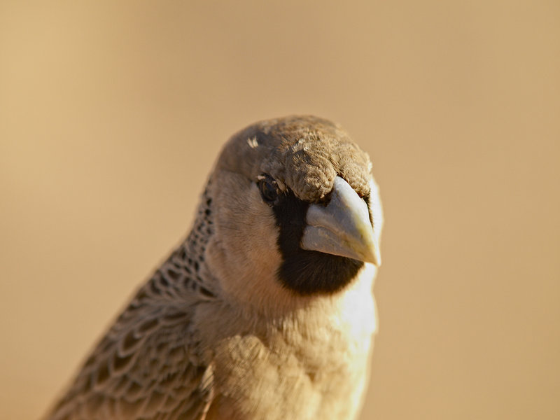 Sossusvlei, Weaver Bird